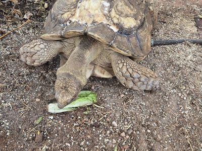 Sulcata Tortoise Large adult male