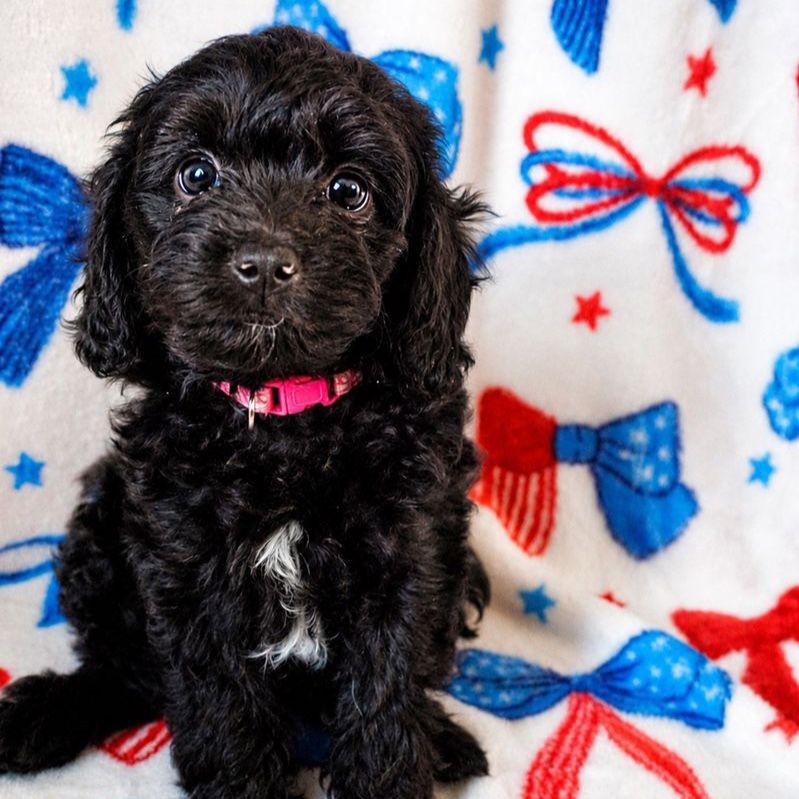 Cavapoo Puppies