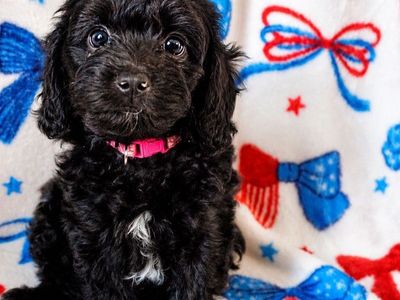 Cavapoo Puppies