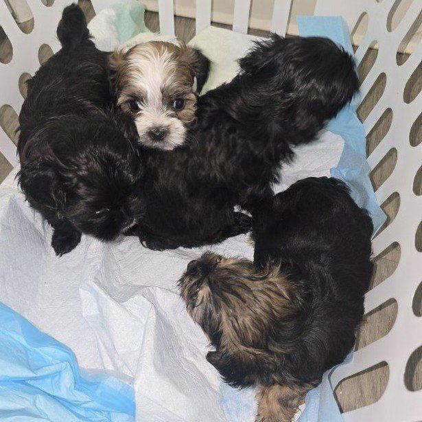shih tzu yorkie puppies shorkie