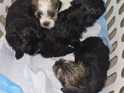 shih tzu yorkie puppies shorkie