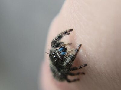 cheap jumping spiders