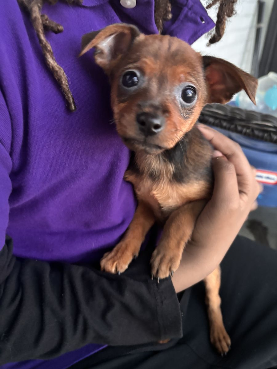 Only 1 boy left!! 8 week old Mini Pin / Chihuahua Puppies – Ready Now!!