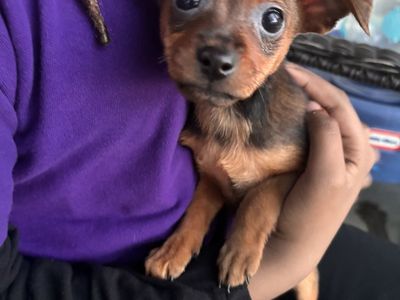 Only 1 boy left!! 8 week old Mini Pin / Chihuahua Puppies – Ready Now!!