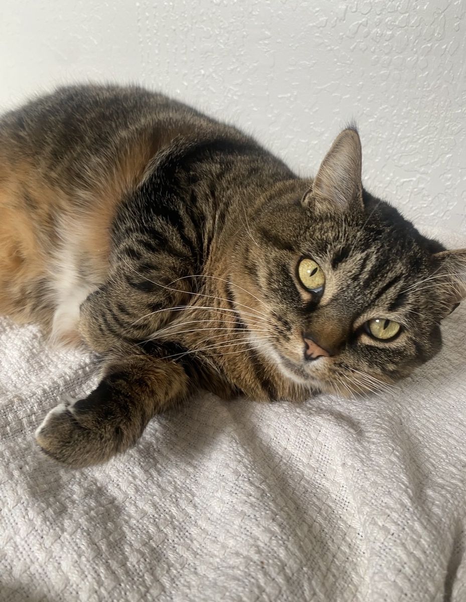 Rehoming cat