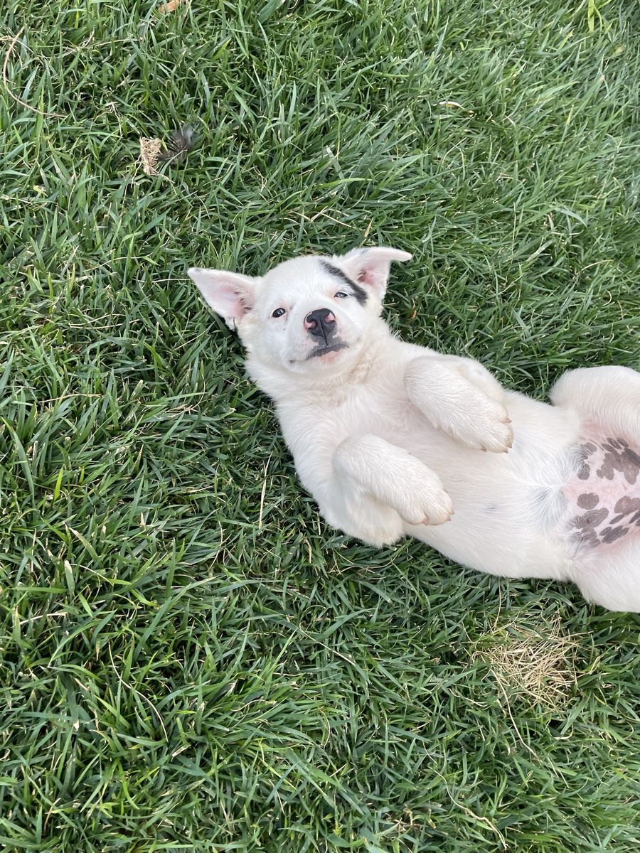 Heeler Puppy