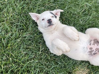Heeler Puppy