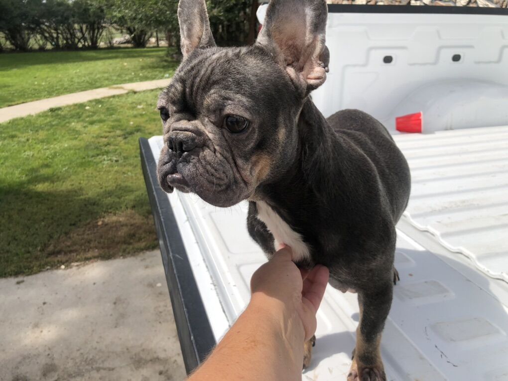 Registered French Bulldog
