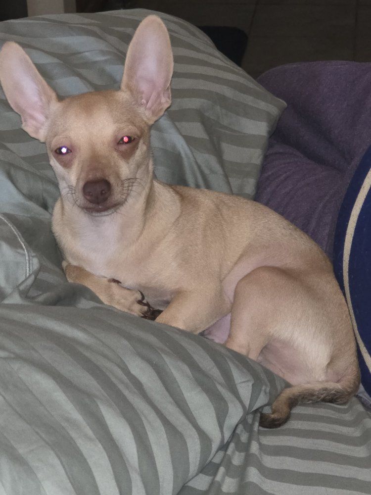 6 Month Old Chihuahua