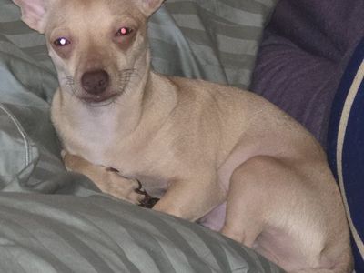 6 Month Old Chihuahua