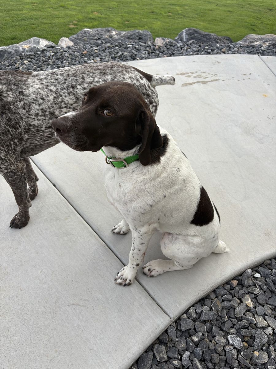 German Shorthaired Pointer Female 2.5 Years Old