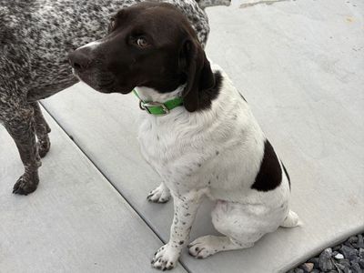 German Shorthaired Pointer Female 2.5 Years Old