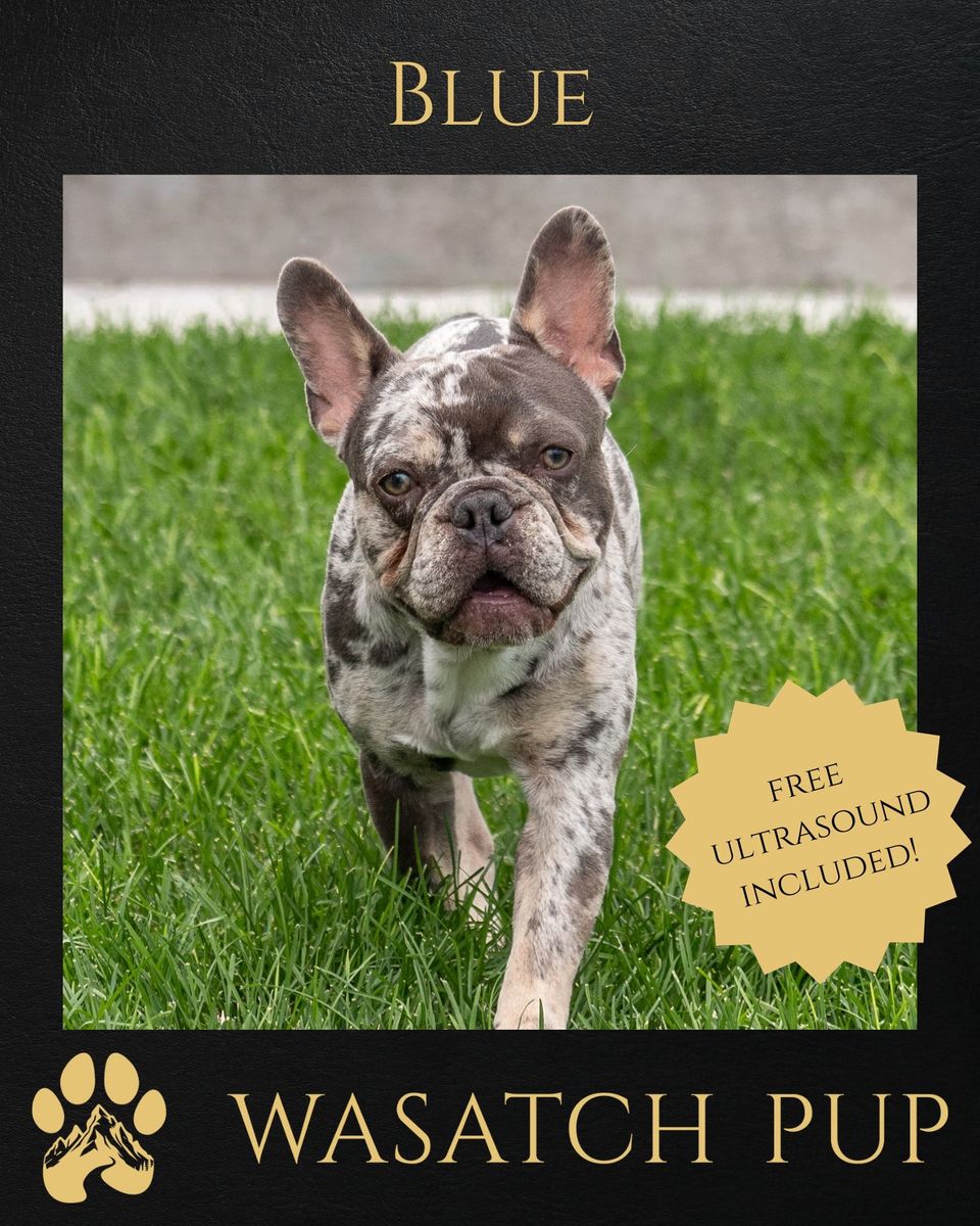 Regal AKC french Bulldog Stud Excellent Health and Temper