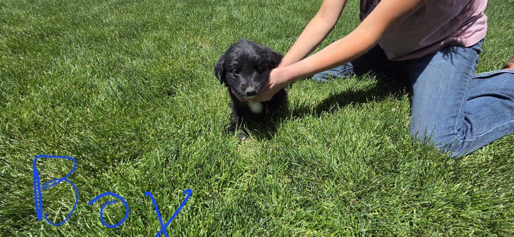 puppies