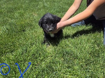 puppies