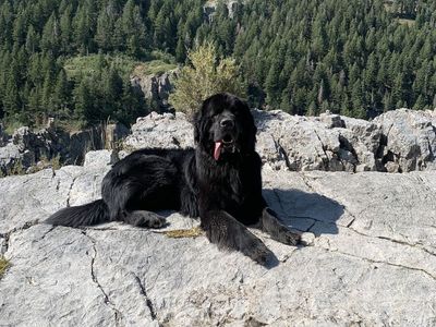 Sweetest Boy in Need of New Home