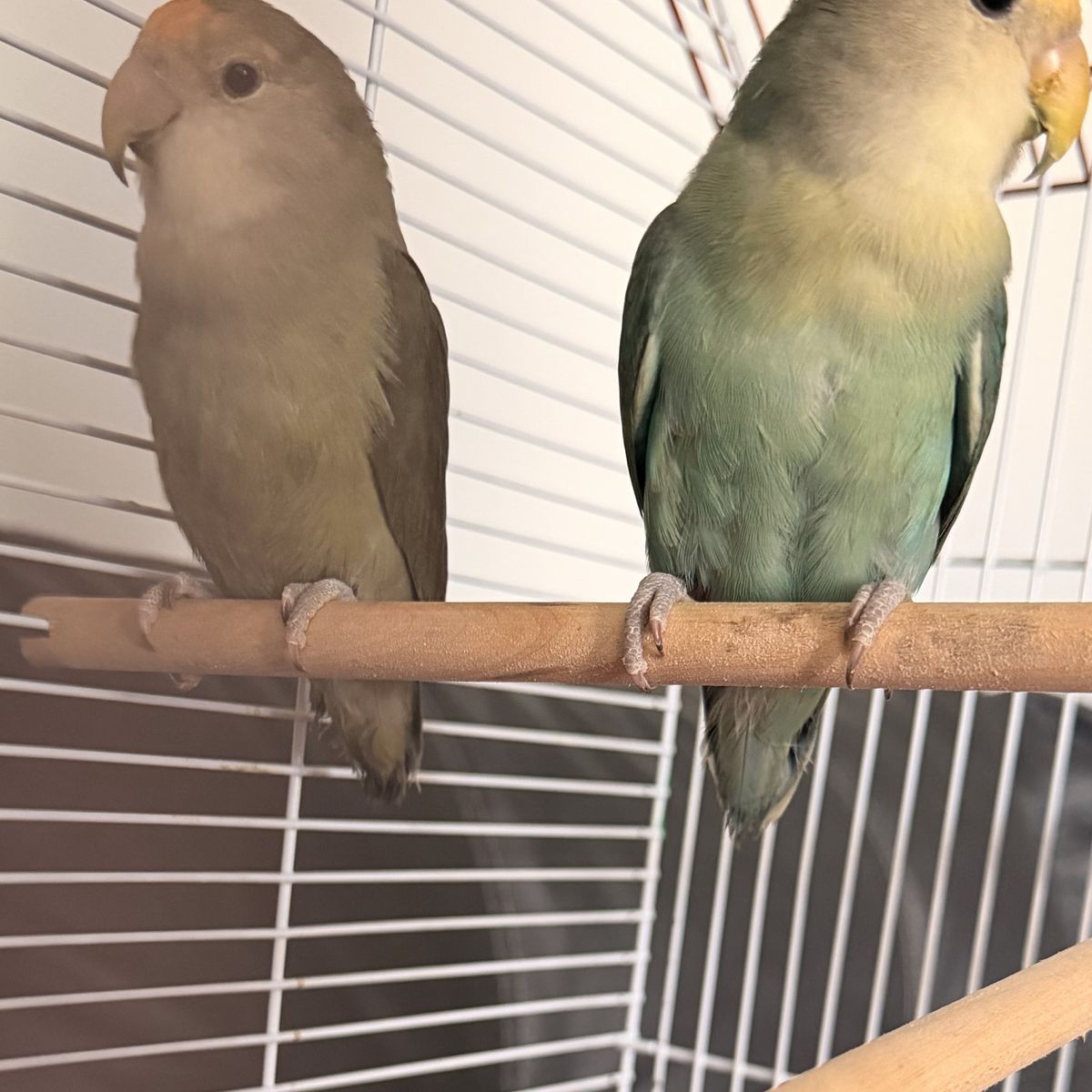 Proven Pair Of Love Birds