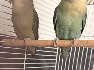 Proven Pair Of Love Birds