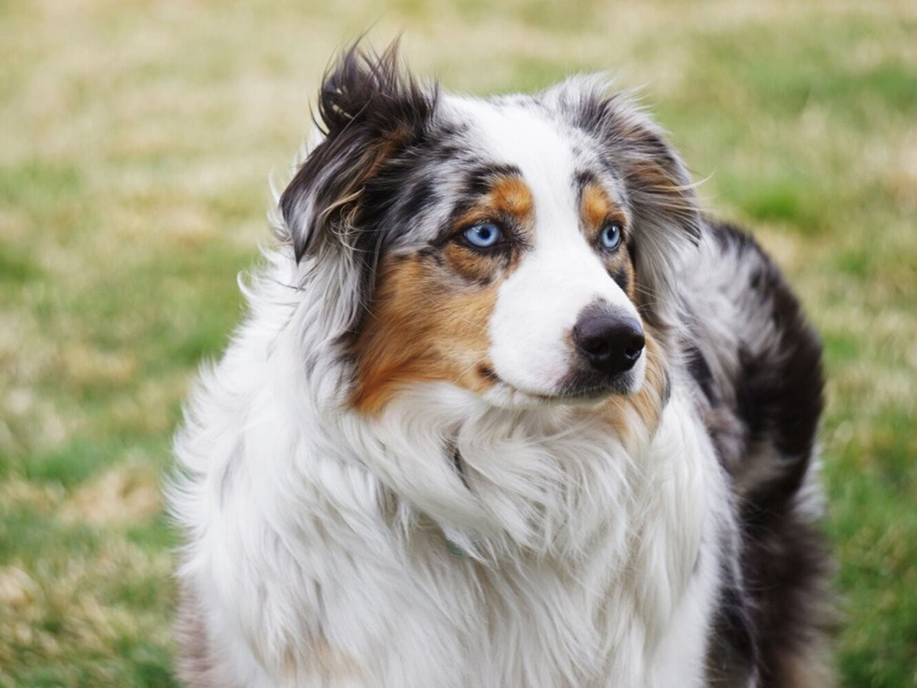 Blue Eyed Australian Shephard With Breeding Potential