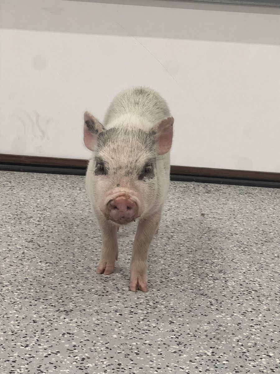 Male mini Juliana pig