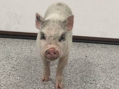 Male mini Juliana pig