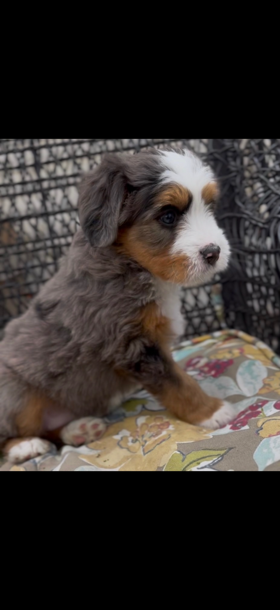 Mini Merle Tricolor Bernedoodle Guardianship
