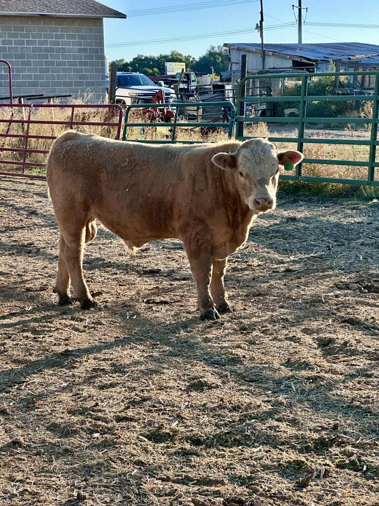 Mini Charford Bull
