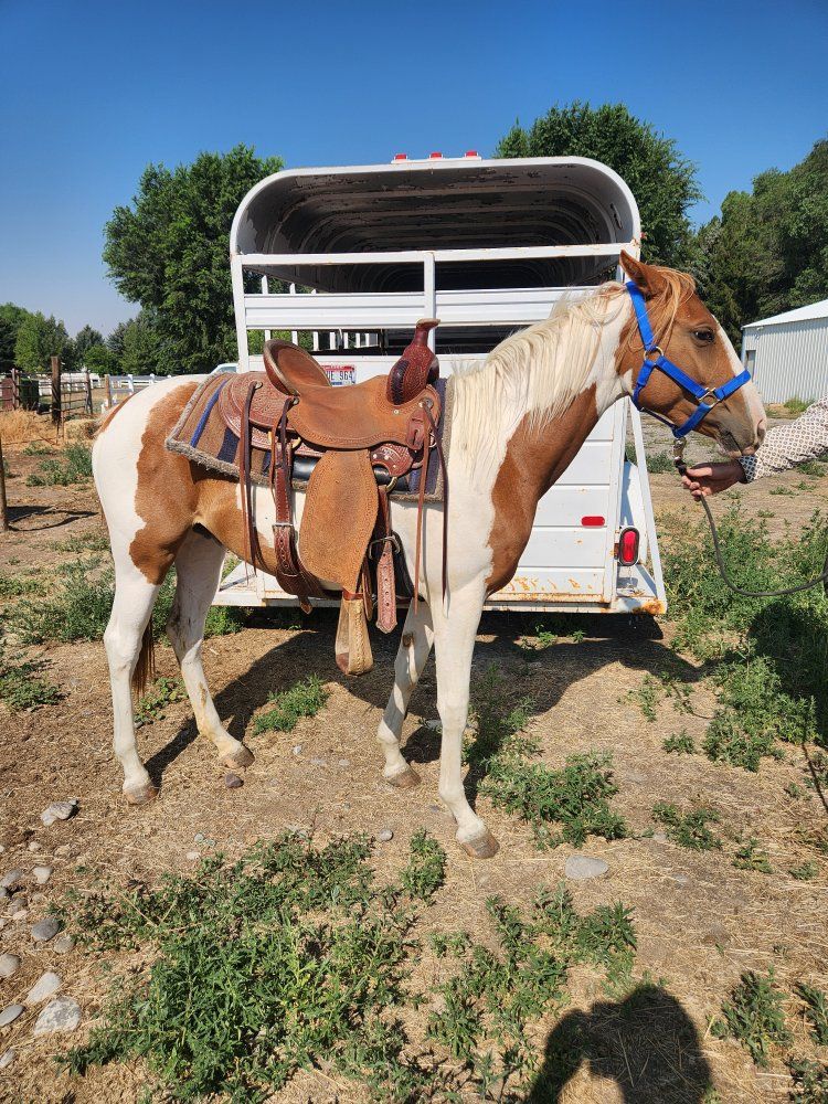 2 year old filly