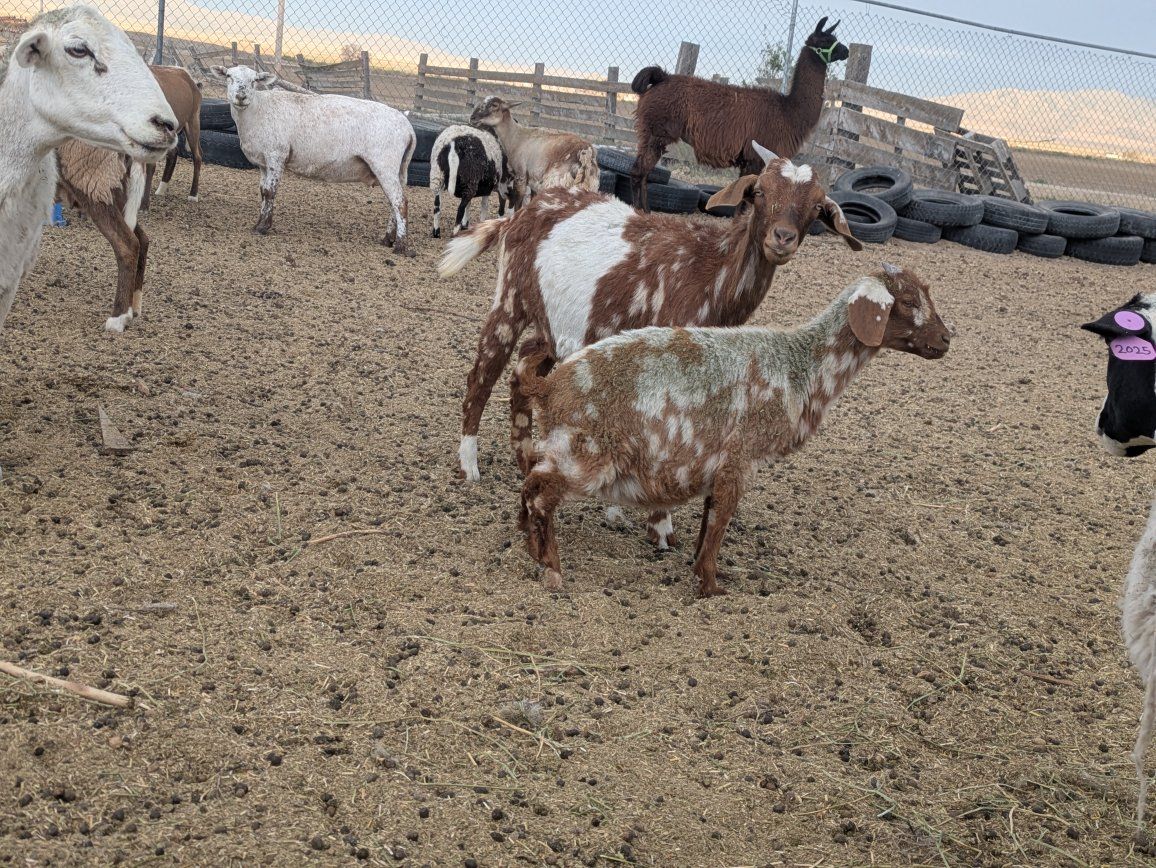 moonspotted boer females