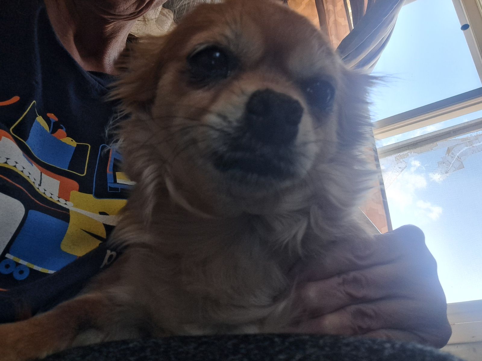Female Chihuahua/Pomeranian mix