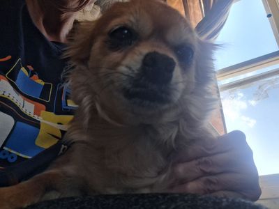 Female Chihuahua/Pomeranian mix