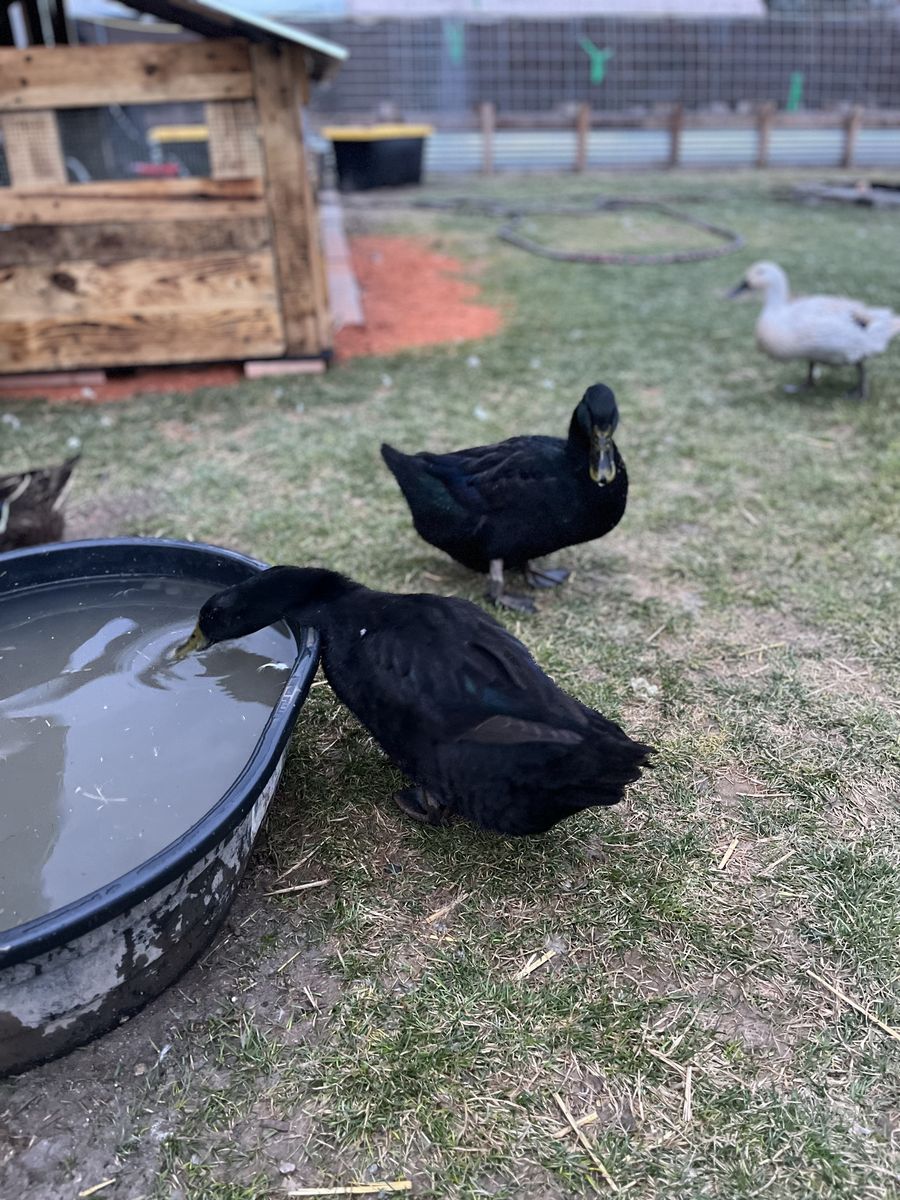 Ducks, Currently Laying