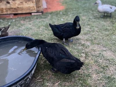 Ducks, Currently Laying