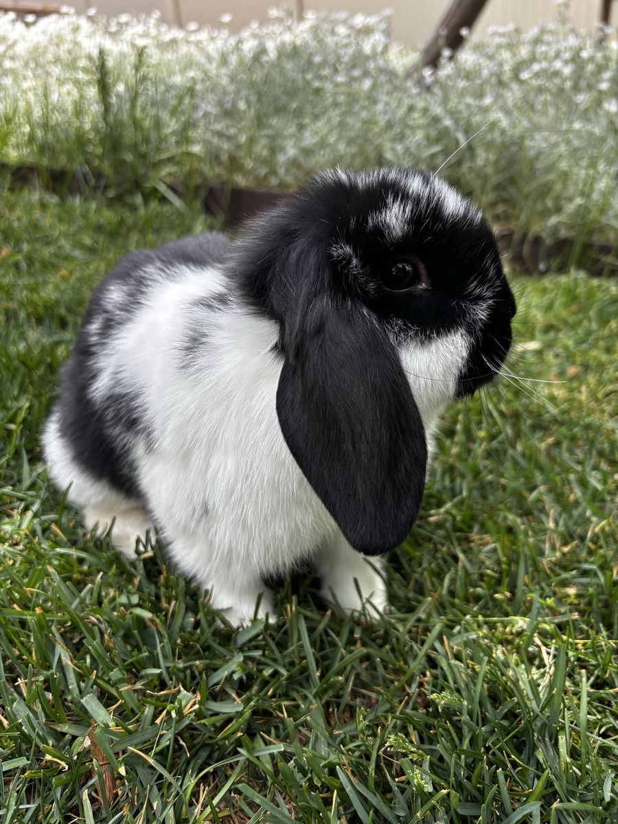 Pedigreed Male Mini Lop (Born 2/25/26)