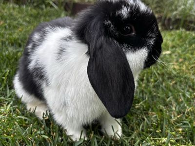 Pedigreed Male Mini Lop (Born 2/25/26)