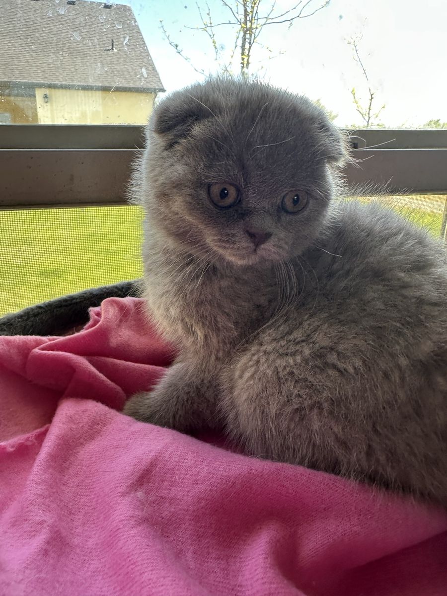 Registered Scottish Folds TICA