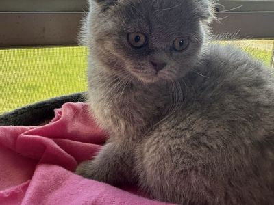 Registered Scottish Folds TICA