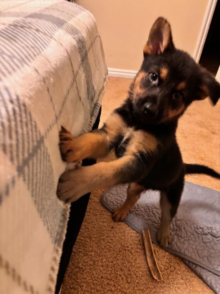 German shepherd puppies