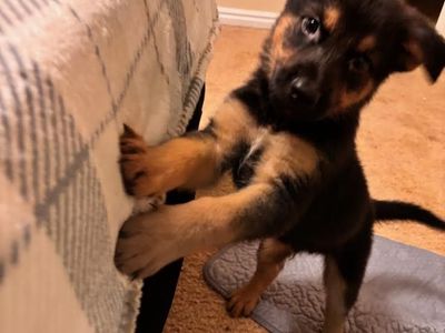 German shepherd puppies