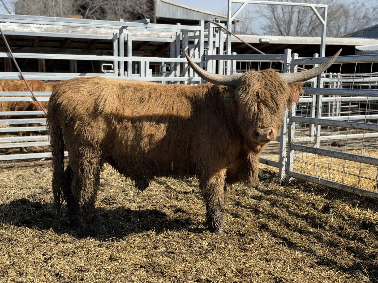 Scottish Highland Breeding Pair