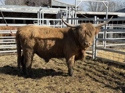 Scottish Highland Breeding Pair