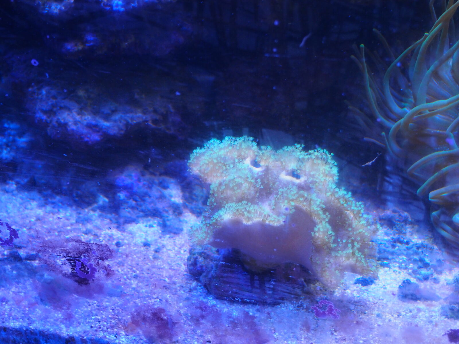 Green Leather Toadstool Coral