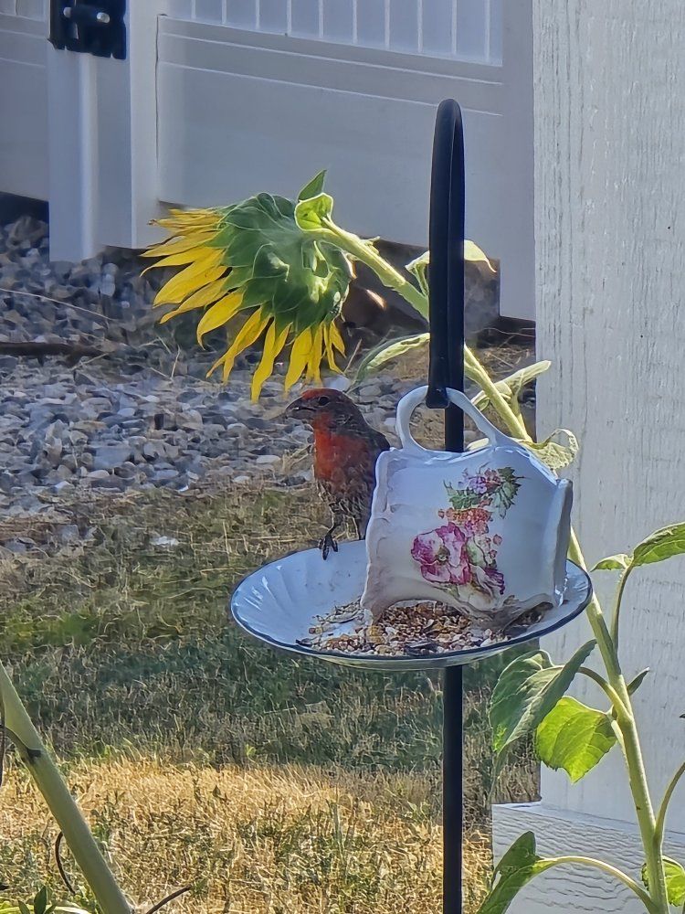 Handcrafted Vintage Teacup and Saucer Bird Feeders