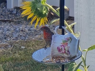 Handcrafted Vintage Teacup and Saucer Bird Feeders