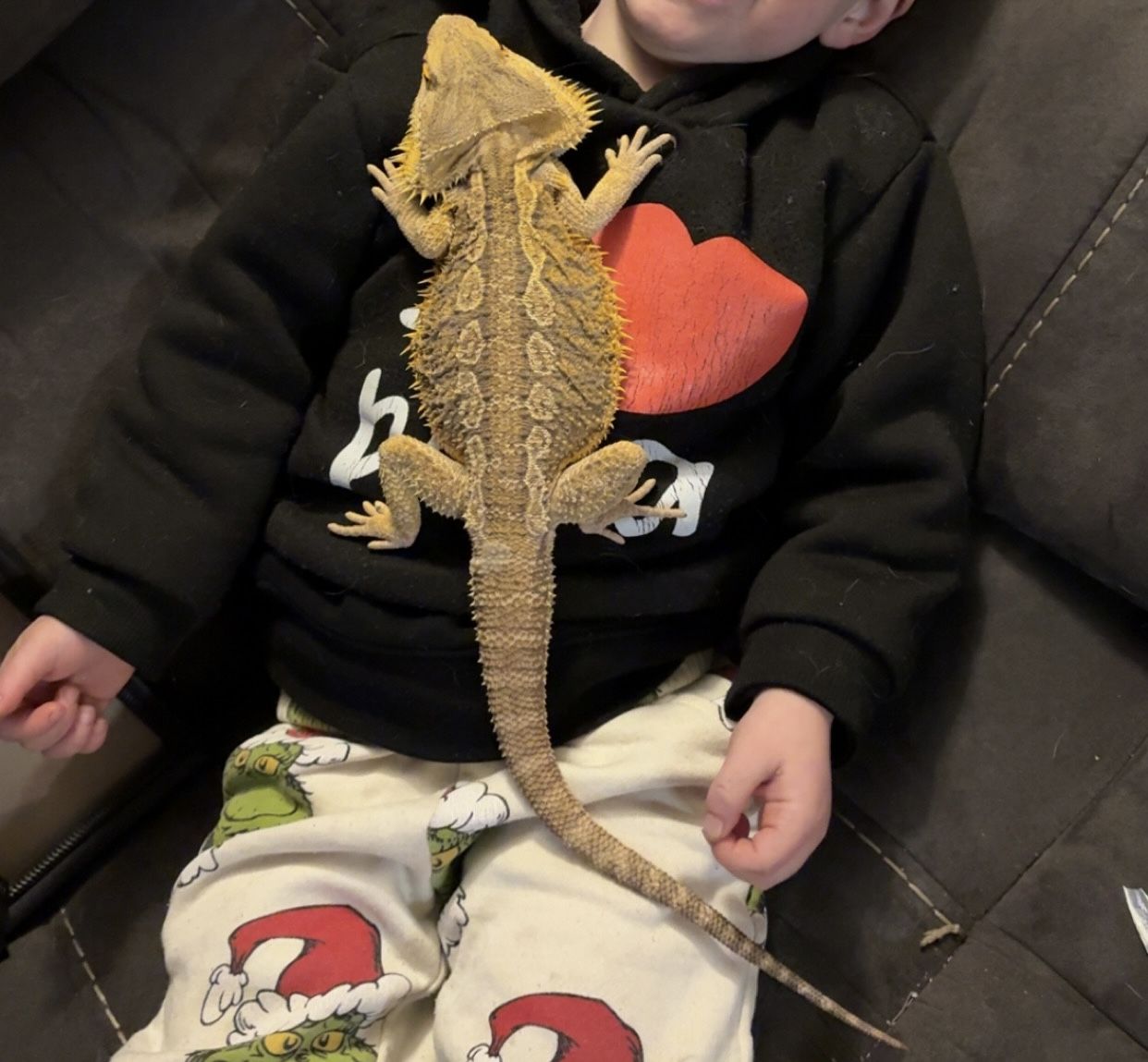 Bearded Dragon