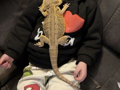 Bearded Dragon