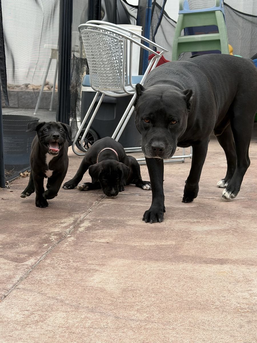 XL - BULLY PUPS 