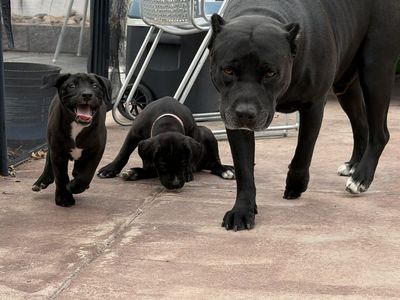 XL - BULLY PUPS