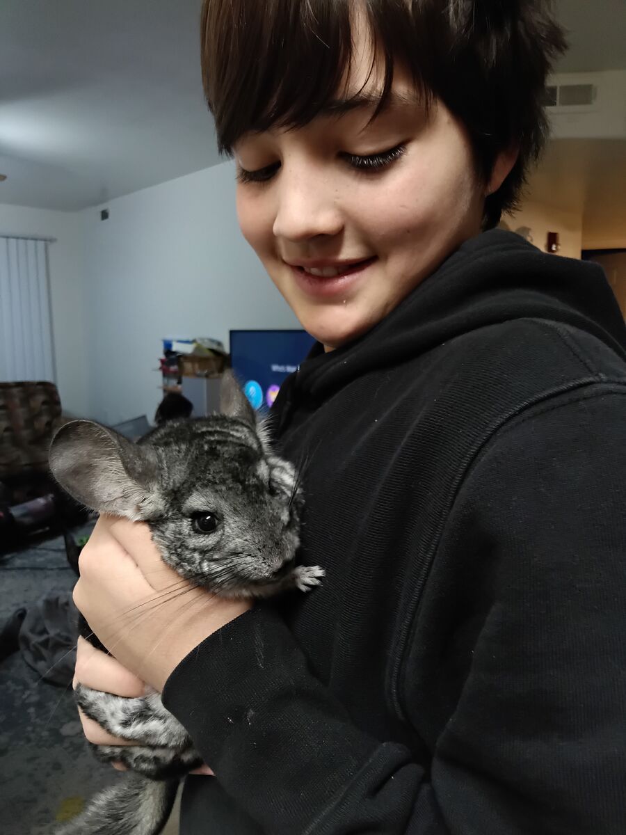 Chinchilla