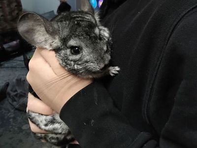 Chinchilla